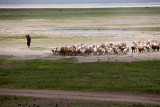 Goat-herder in the Crater