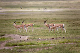 Grants Gazelle