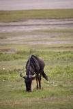 Wildebeest