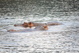 Hippos