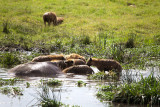 Hyenas eating hippo