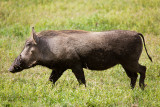 Baby Rhino... not.