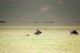 _MG_9574wp750.jpg