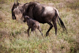 _MG_9895wp750.jpg