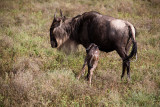 _MG_9897wp750.jpg