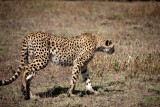 _MG_9985wp750.jpg