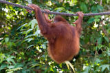 Orangutan