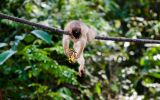 Baby monkey and banana