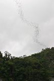 Bats streaming out of Deer Cave at sunset