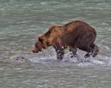Digging through last summers images, a brown bear just before it catches a chum salmon