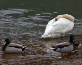 Tundra Swan Sleeping