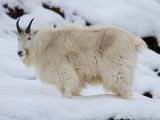 Mountain Goat