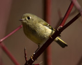 Ruby-crowned Kinglet