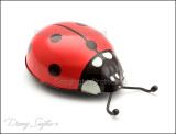 Ladybug