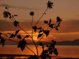 A Utah sunset through the eyes of Helianthella uniflora (little sunflower)