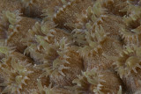 coral2.jpg