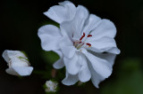 Geranium