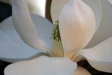 magnoliajpg.jpg