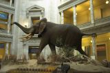 Elephant - Main Lobby