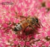 Sigma 17 70 Bees