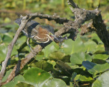 Green Heron with bluegill