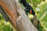 Red-winged Blackbird with juvenile