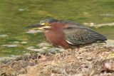 Green Heron