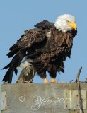 Bald Eagle Blackwater NWR MD 
