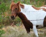 Wild Pony Chincoteague NWR 