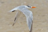 21  Royal Tern Chincoteague NWR 11-17-12.jpg