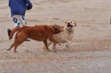  Striker  Lulu The Running of the Dogs  OBX Beach Nc.jpg