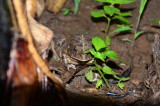Square Marked Toad