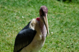 Marabou Stork 2