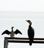 Cormorant 2.jpg