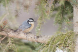 Red-breastedNuthatch_20130226_0111.jpg