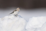 SnowBunting_20130224_0443.jpg