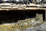 Leopard des neiges 