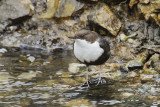 Black-bellied Dipper (Cinclus cinlus cinclus)