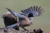 Azure-winged Magpie / Blskata