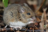 Wood Mouse / Mindre skogsmus