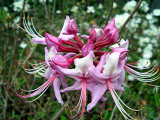 <periclymenoides</i> Flat Creek Fuchsia *