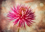 Dahlia in Texture