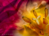 Tulipsn  Silk
