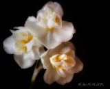 Jonquil 