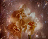 Cosmic Dreams