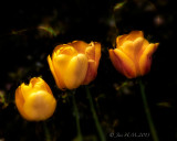 Sweet Yellow Tulips