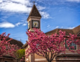 Cherry Blossom Spring