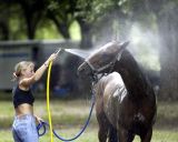 Polo Horse Wash