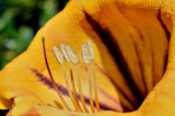 malta flower