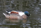 Northern Shoveler (Anas clypeata)